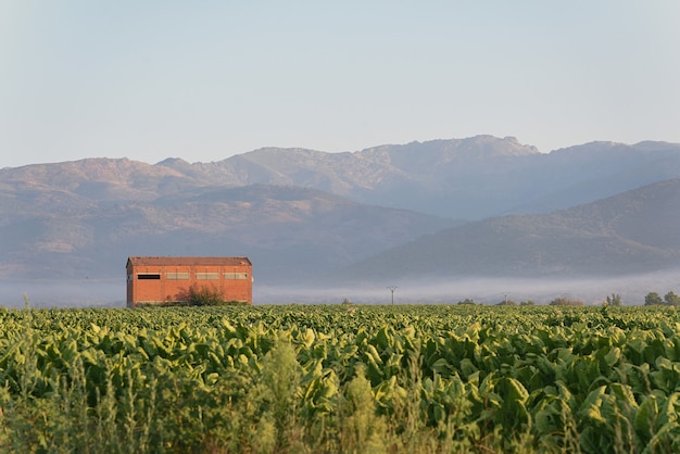 Plantation de tabac avec hangar de séchage dans la vallée au lever du soleil