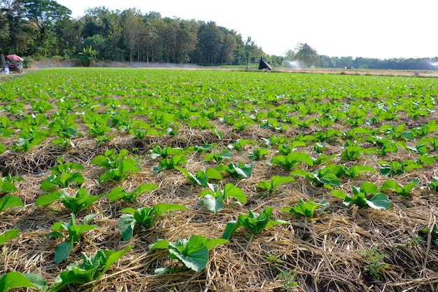 plantation de tabac