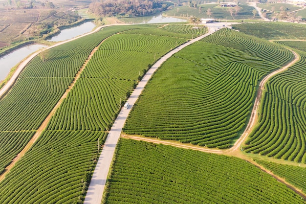 Plantation en terrasse de thé vert paysage sur la colline