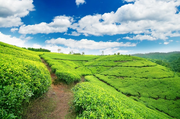 Plantation de thé à l'arrière-pays du Sri Lanka