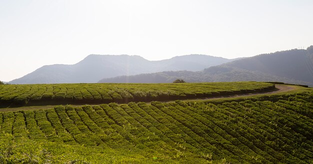 Plantation de thé au coucher du soleil