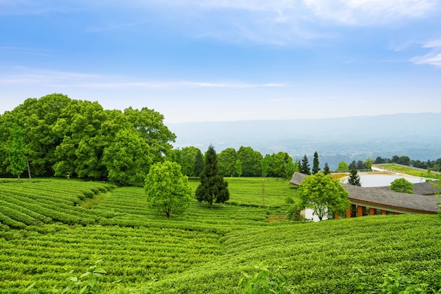 Plantation de thé au sommet de la montagne