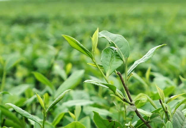 Plantation de thé au sommet de la montagne