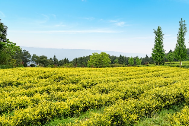 Plantation de thé au sommet de la montagne