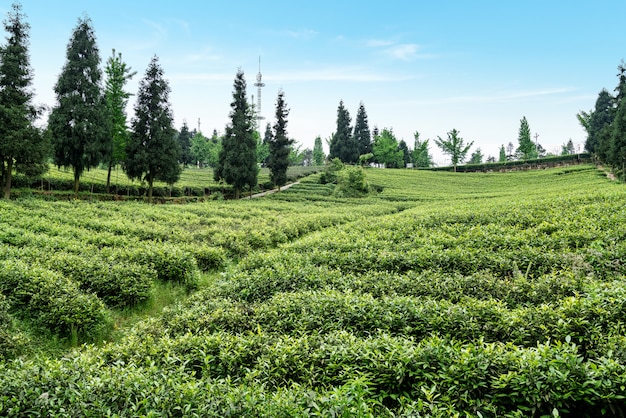 Plantation de thé au sommet de la montagne