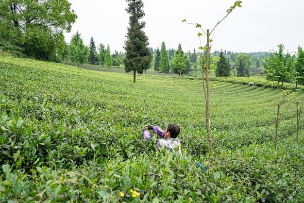 Plantation de thé au sommet de la montagne