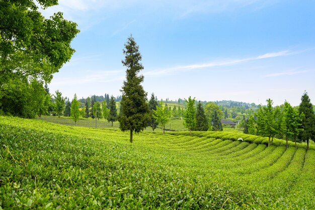 Plantation de thé au sommet de la montagne