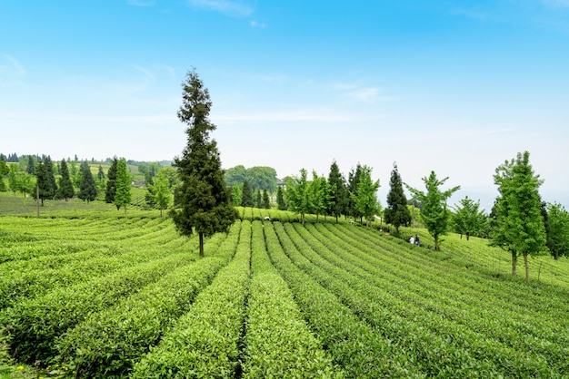 Plantation de thé au sommet de la montagne