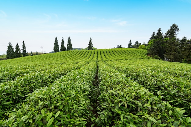 Plantation de thé au sommet de la montagne