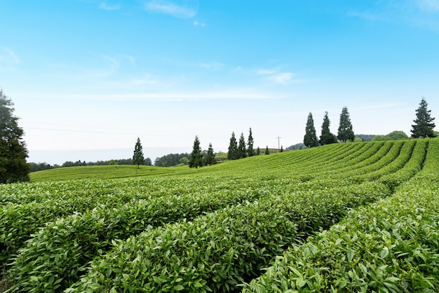 Plantation de thé au sommet de la montagne