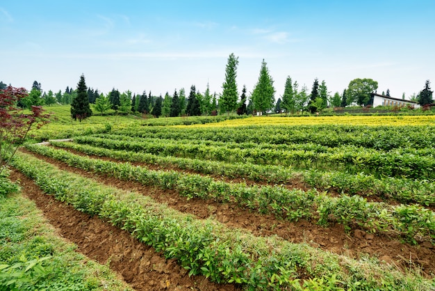 Plantation de thé au sommet de la montagne