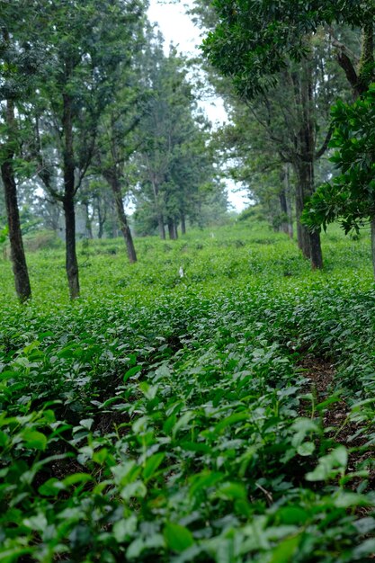 Photo la plantation de thé camellia sinensis est une plante de thé une espèce de plante dont les feuilles et les pousses