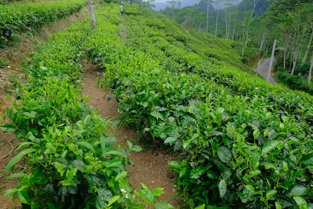 plantation de thé. Camellia sinensis est un théier, une espèce de plante dont les feuilles et les pousses.