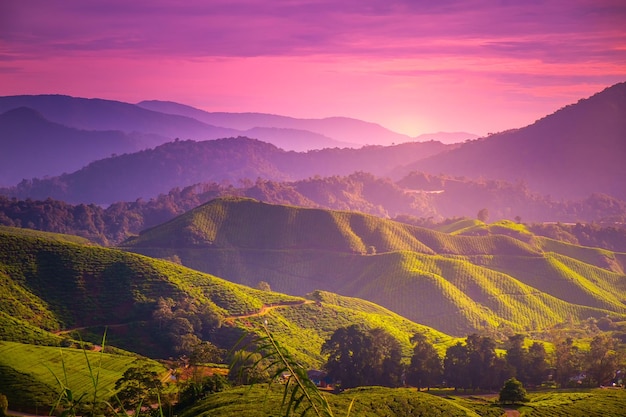 Photo plantation de thé cameron highland sous ciel coucher de soleil