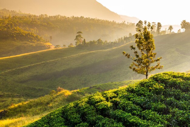 Plantation de thé et cascade St Claire au lever du soleil Sri Lanka