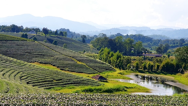 Plantation de thé Choui Fong, la plus belle plantation de thé de Thaïlande