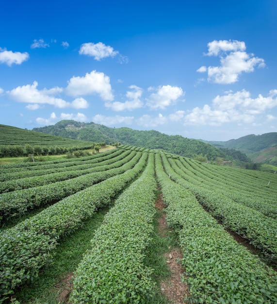 Plantation de thé avec ciel bleu