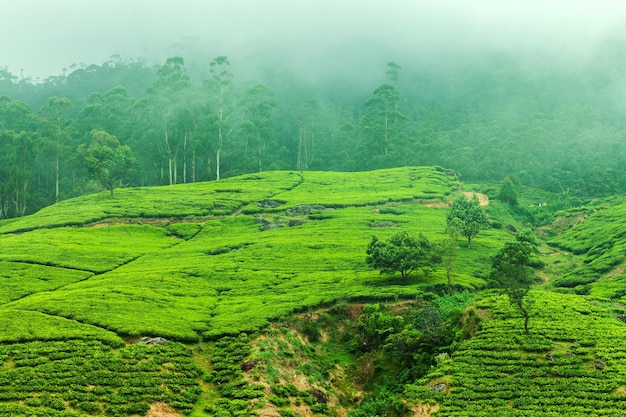 Plantation de thé dans la brume Sri Lanka Nuwara Eliya