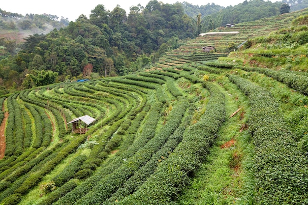 Plantation de thé dans le Doi Ang Khang Chiang Mai Thaïlande