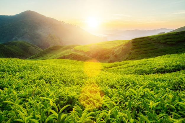 Photo plantation de thé dans les hautes terres de cameron, malaisie