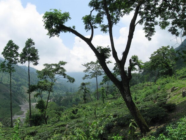 Photo une plantation de thé dans les montagnes du sri lanka