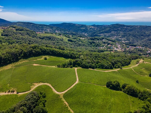 Plantation de thé du Caucase du Nord à Matsesta Vue aérienne Sotchi Russie