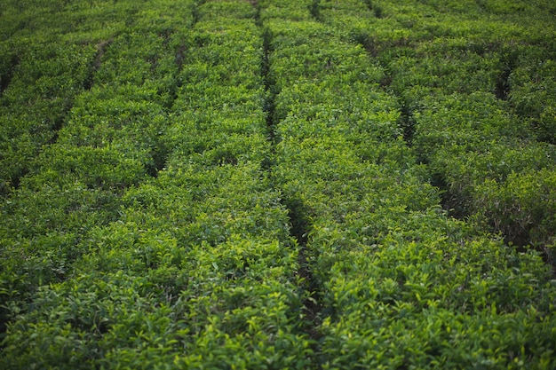 Plantation de thé avec des feuilles de thé gros plan avec des montagnes brumeuses