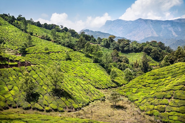 Plantation de thé en Inde