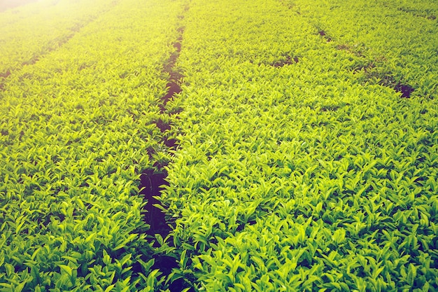 Plantation de thé en Malaisie