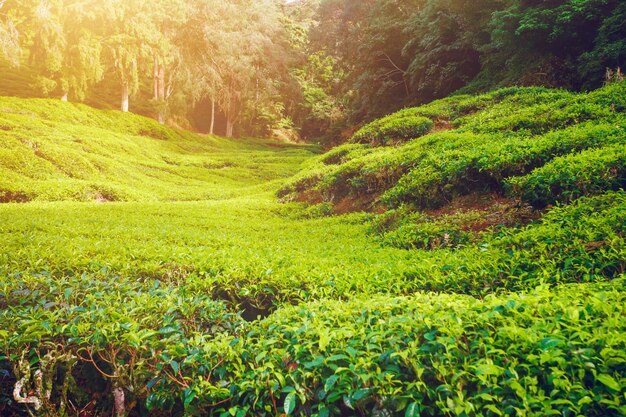 Plantation de thé en Malaisie