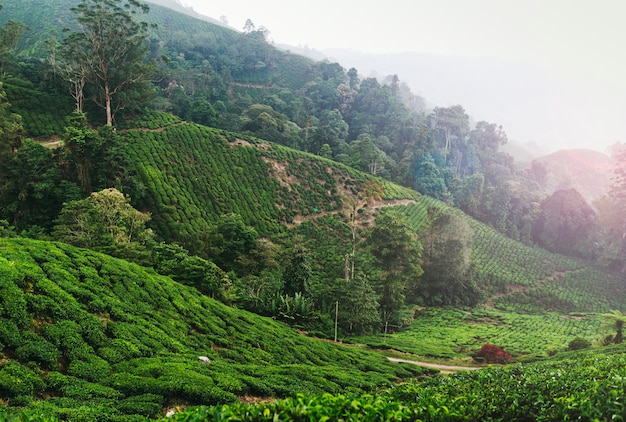 Plantation de thé malaisienne dans les Cameron Highlands