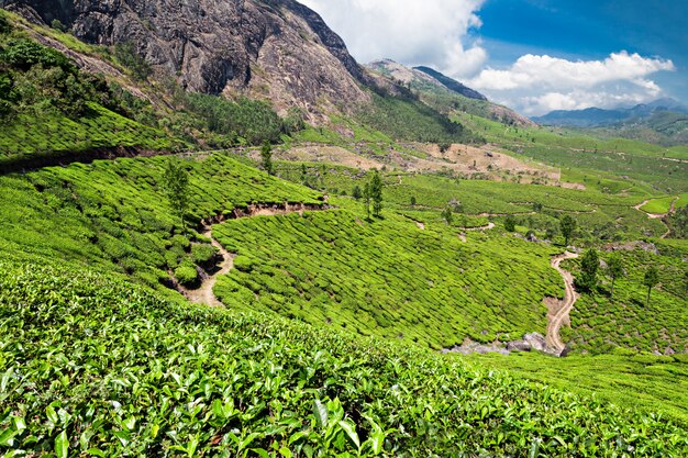 Plantation de thé à Munnar