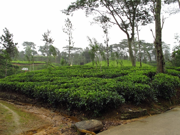 La plantation de thé à Nuwara Eliya, Sri Lanka