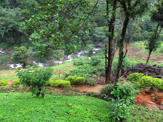 La plantation de thé à Nuwara Eliya, Sri Lanka