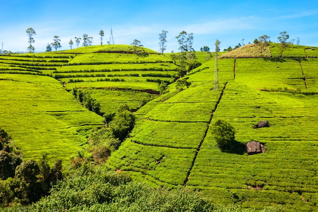 Plantation de thé Nuwara Eliya