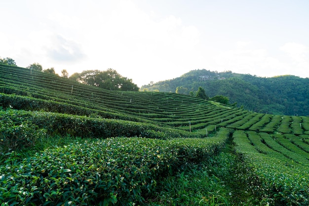 Plantation de thé et plantation de thé vert