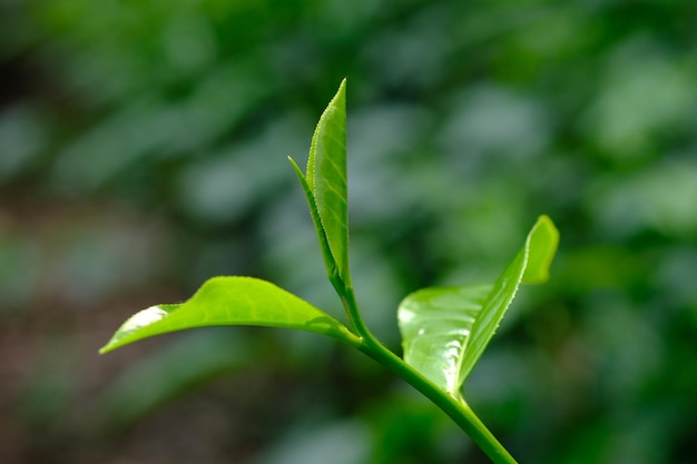 Photo plantation de thé les pousses de feuilles de thé camellia sinensis est une plante de thé une espèce de plante