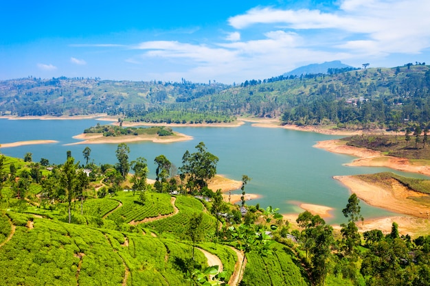 Plantation de thé, Sri Lanka