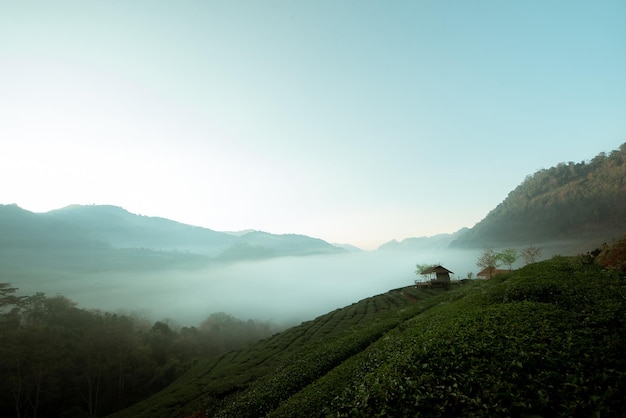 Plantation de thé tôt le matin