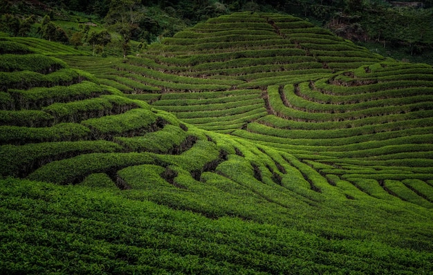 Plantation de thé vert avec une belle lumière