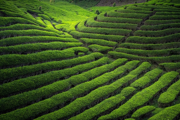 Plantation de thé vert avec une belle lumière