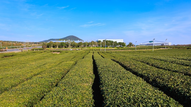 plantation de thé vert en Corée du Sud