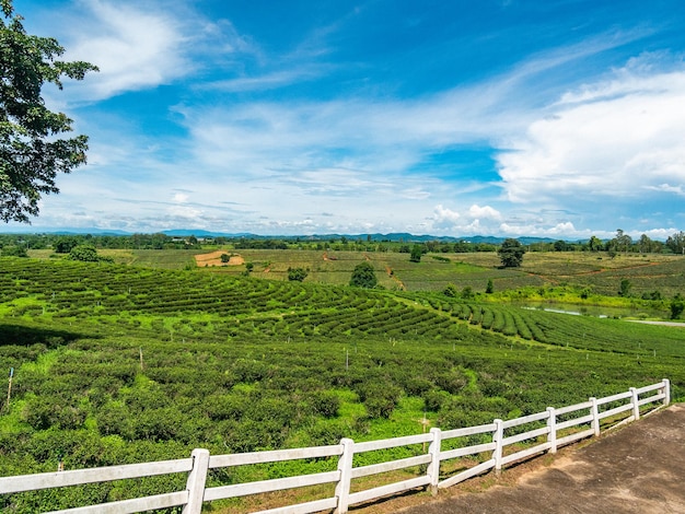 Photo plantation de thé vert en thaïlande.