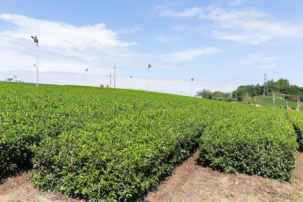 Plantation de thé vert