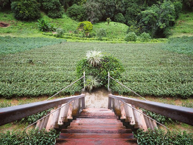 Plantation de thé vert