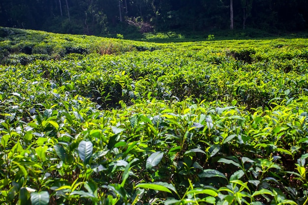 Plantation de thé