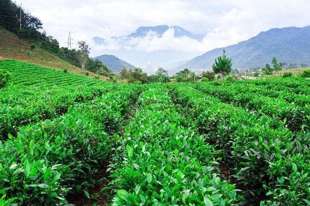 Plantation de thé