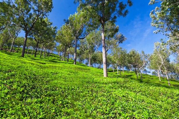 Plantation de thé