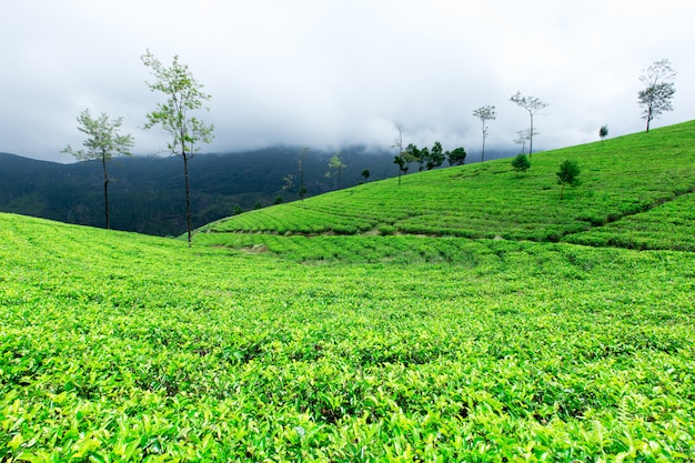 Plantation de thé