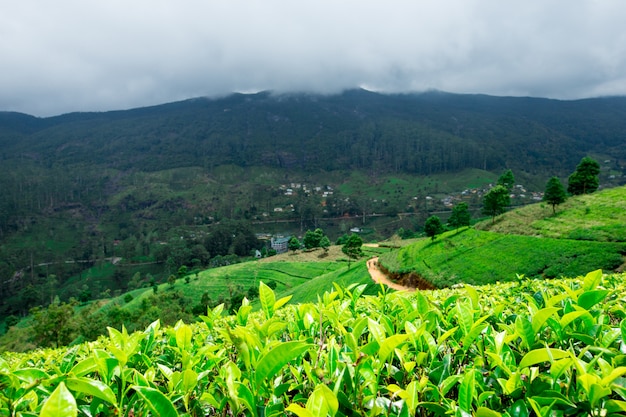 Plantation de thé